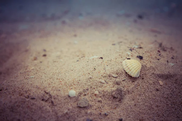 Petits Coquillages Mer Sur Plage Gros Plan — Photo