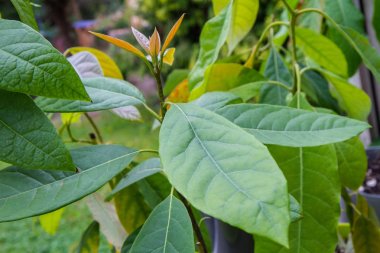 Genç Avokado bitkileri dışarıda saksılarda yetişiyor.