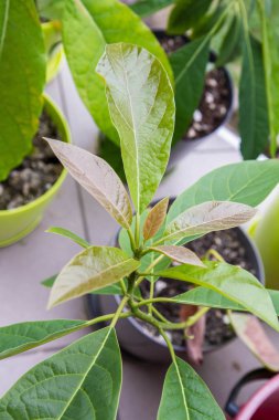 Genç Avokado bitkileri dışarıda saksılarda yetişiyor.