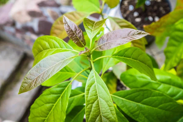 Genç Avokado bitkileri dışarıda saksılarda yetişiyor.