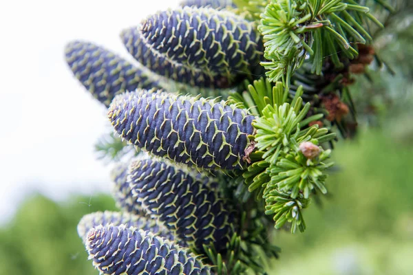 Tannenstrauß Mit Zapfen Auf Einem Ast Großaufnahme — Stockfoto