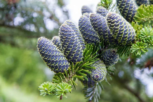 Gäng Fir Träd Med Koner Filial Närbild — Stockfoto