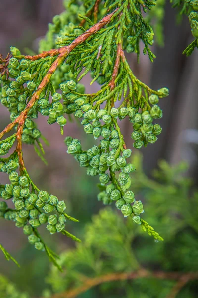 Větev Thuja Těsné Blízkosti — Stock fotografie