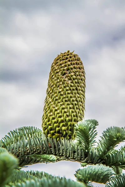 Árvore Abeto Com Cone Ramo Contra Céu Nublado — Fotografia de Stock