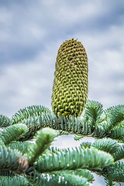 Fir Tree Cone Branch Cloudy Sky — Stock Photo, Image