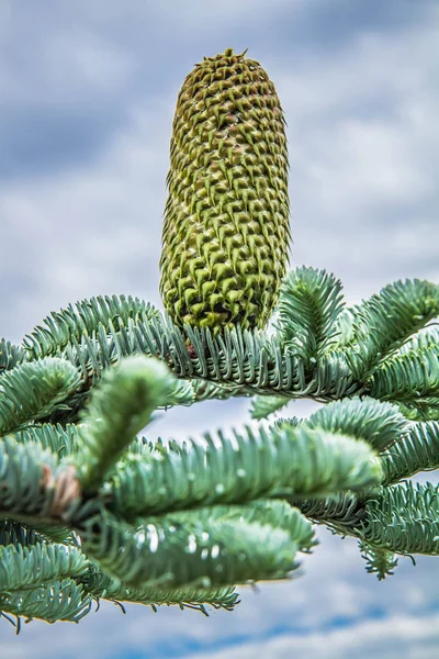 Árvore Abeto Com Cone Ramo Contra Céu Nublado — Fotografia de Stock