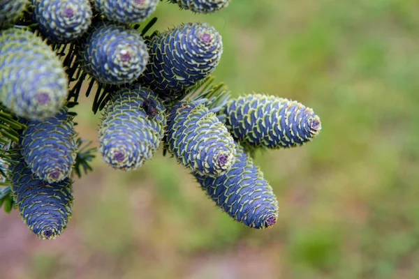 Bouquet Sapin Avec Des Cônes Sur Une Branche Gros Plan — Photo