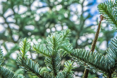 Köknar ağacı (Abies koreana) - yakın çekim branşları