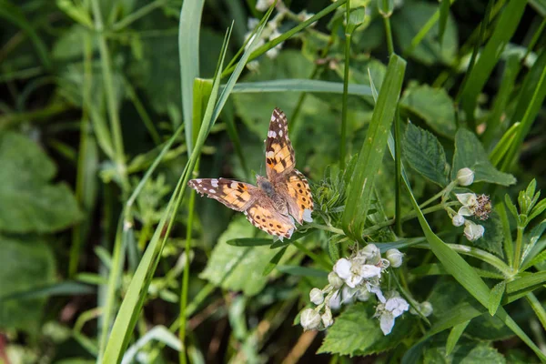 Dame Peinte Vanessa Cardui Papillon Dans Une Prairie — Photo