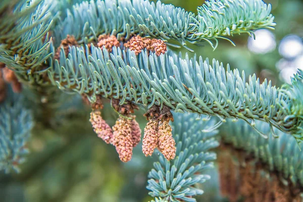 Gran Abies Koreana Som Närbild Grenar — Stockfoto