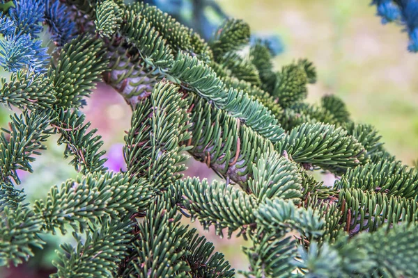 Sapin Abies Koreana Gros Plan Des Branches — Photo