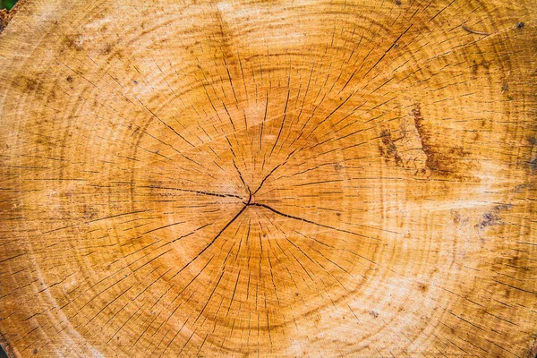 Διατομή Κορμού Δέντρου Ένα Κοντινό — Φωτογραφία Αρχείου