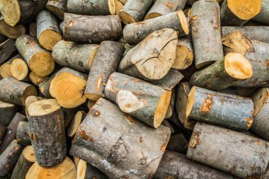 Odun luk kayın ağacı gövdeleri, odun için doğranmayı bekliyor