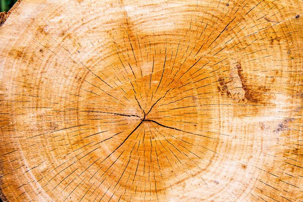 Διατομή Κορμού Δέντρου Ένα Κοντινό — Φωτογραφία Αρχείου