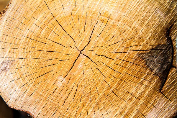 Tree Trunk Cross Section Close — Stock Photo, Image