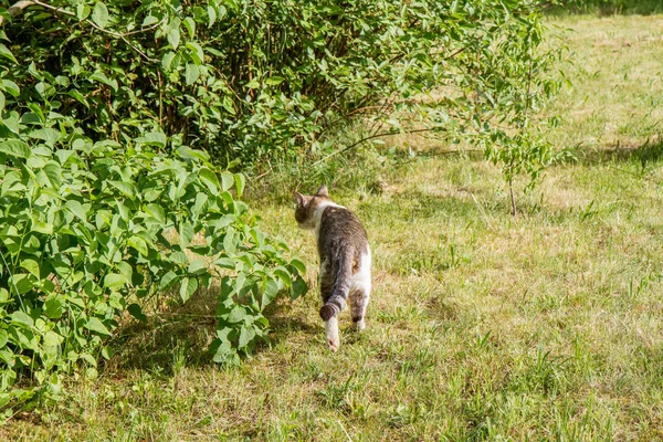 Κυνήγι Γάτας Έναν Κήπο — Φωτογραφία Αρχείου