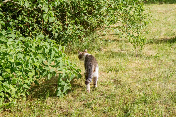 Chasse Chat Dans Jardin — Photo