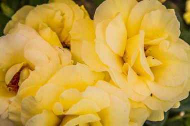 Yakın çekimde Sarı Gül çiçekleri