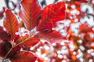 Kayın ağacı yakın çekimde