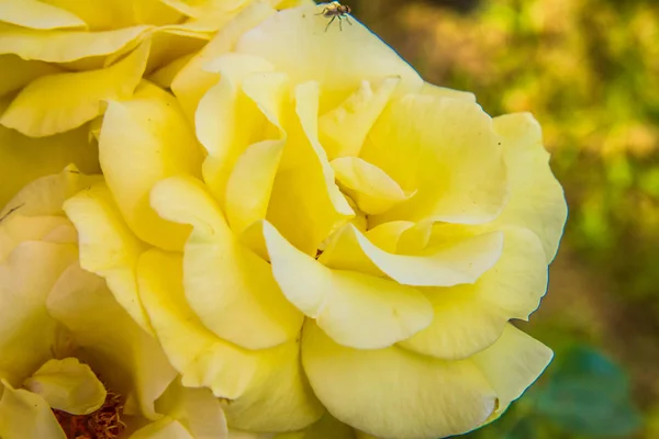 Gelbe Rosenblüten Nahaufnahme — Stockfoto