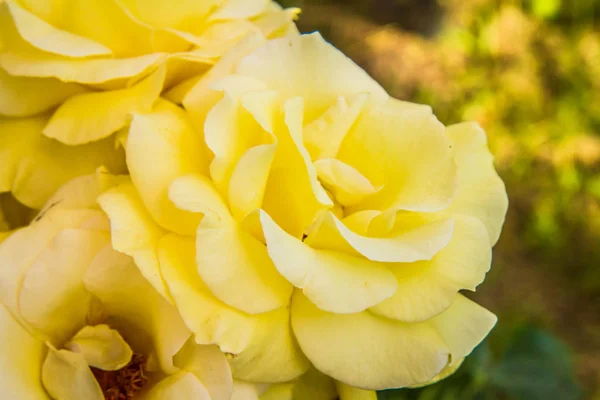 Gelbe Rosenblüten Nahaufnahme — Stockfoto