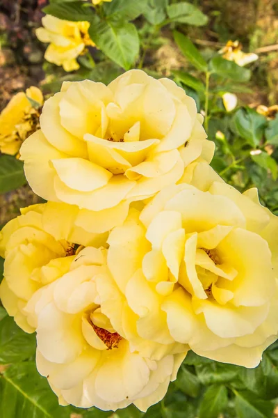 Gelbe Rosenblüten Nahaufnahme — Stockfoto