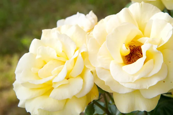 Gelbe Rosenblüten Nahaufnahme — Stockfoto