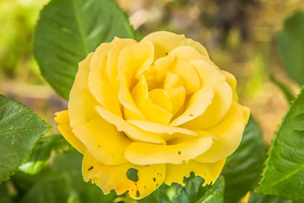 Gelbe Rosenblüte Nahaufnahme — Stockfoto