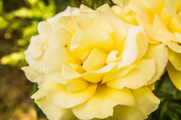 Gelbe Rosenblüten Nahaufnahme — Stockfoto