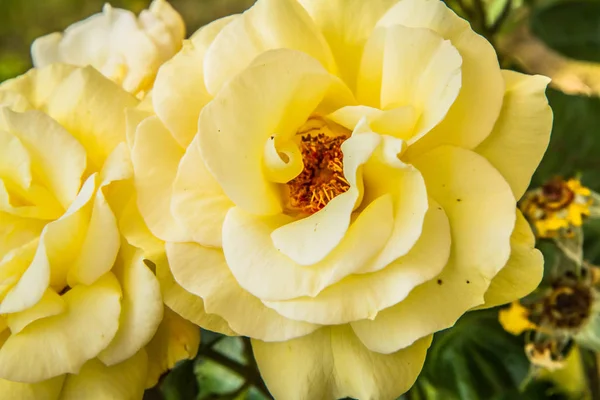 Gelbe Rosenblüten Nahaufnahme — Stockfoto