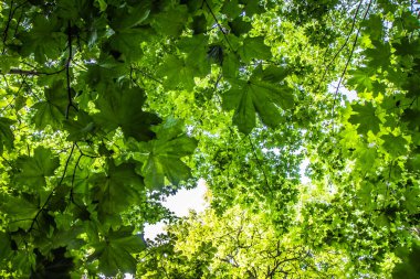 Meşe, at kestanesi ve akçaağaç ağaçları yukarıda görünüyor, yapraklar görünür durumda.