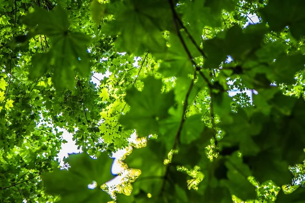 Chênes Châtaigniers Érables Vus Vers Haut Leyers Feuilles Visibles — Photo