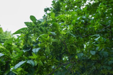 Ortak gürgen (carpinus betulus) tohum catkims görünür ağaç