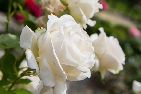 Weiße Rosenblüte Einem Garten Großaufnahme — Stockfoto