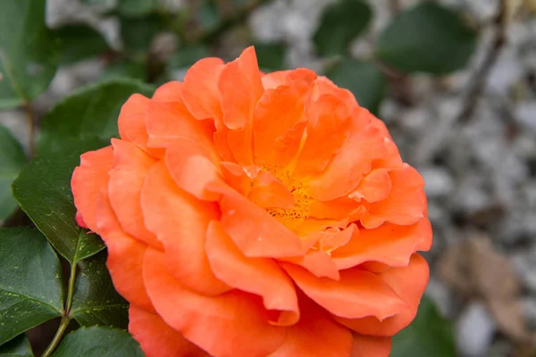 Orangefarbene Rosenblüten Nahaufnahme — Stockfoto