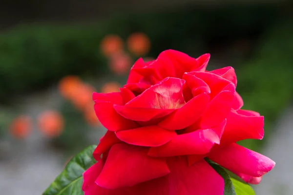 Rote Rosenblüte Einem Garten Großaufnahme — Stockfoto