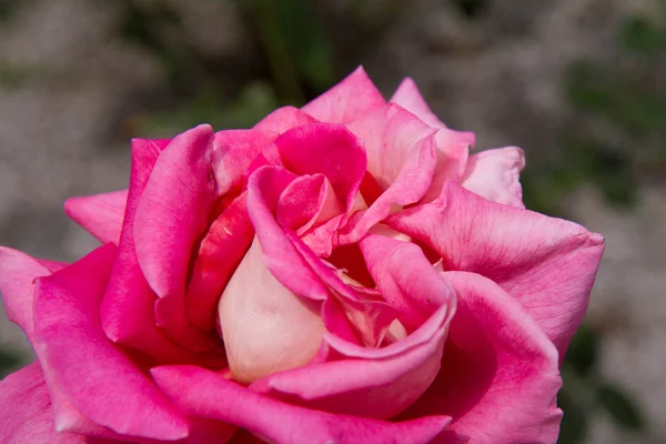 Rosa Rosenblüten Nahaufnahme — Stockfoto
