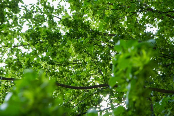 Albero Comune Carpino Carpinus Betulus Con Catchimesi Dei Semi Visibili — Foto Stock