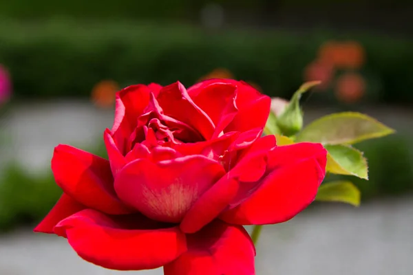 Rote Rosenblüte Einem Garten Großaufnahme — Stockfoto