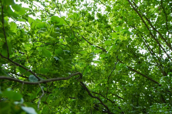 Boom Van Gewone Hoorn Straal Carpinus Betulus Met Zaad Catkims — Stockfoto