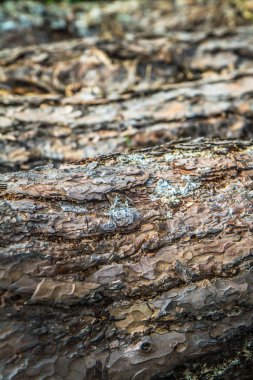  Yakın bir yerde ağaç gövdelerinin ham