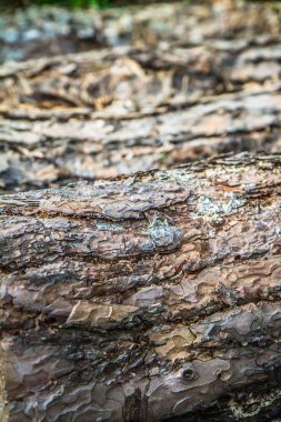  Yakın bir yerde ağaç gövdelerinin ham