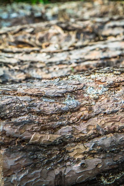 クローズアップで木の幹の生 — ストック写真