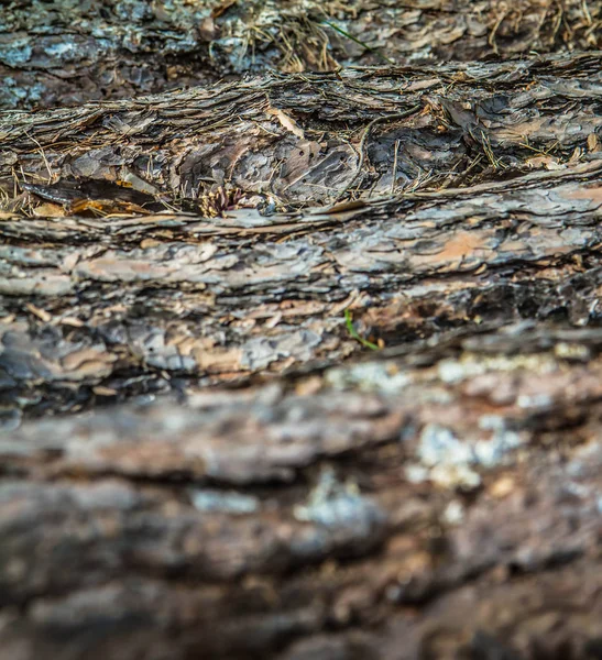 Surové Kmeny Stromů Těsné Blízkosti — Stock fotografie