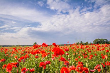 Mavi bulutlu gökyüzünün altında haşhaş çiçeği tarlası