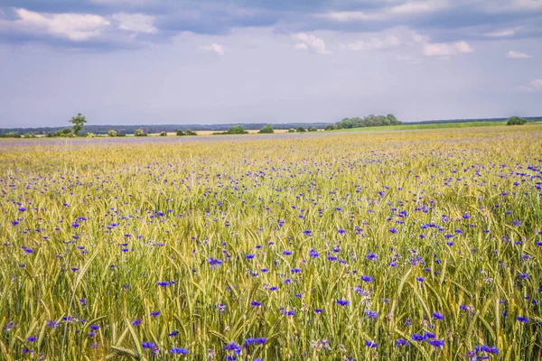 Ett Fält Vete Och Blåklint Sommaren — Stockfoto