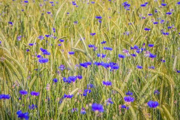 夏にコムギやトウモロコシの畑 — ストック写真