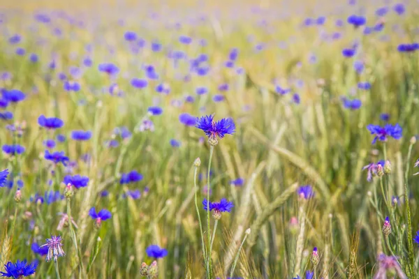 Поле Пшениці Кукурудзяних Квітів Влітку — стокове фото