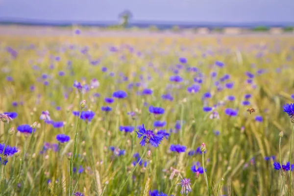 Поле Пшениці Кукурудзяних Квітів Влітку — стокове фото