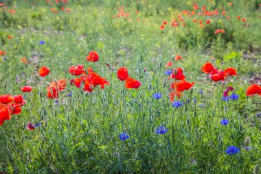 Haşhaş çiçeği ve mısır çiçeği tarlası 